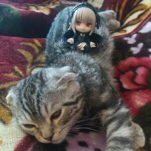 Rating: Safe Score: 0 Tags: 1girl animal doll dress frills hairband looking_at_viewer red_eyes solo suigintou User: admin