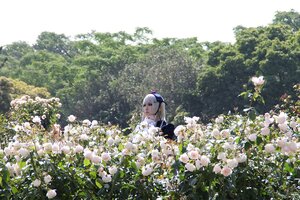 Rating: Safe Score: 0 Tags: 1girl bangs dress flower flower_field hair_flower hair_ornament long_hair silver_hair solo suigintou white_flower User: admin