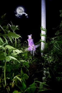 Rating: Safe Score: 0 Tags: 1girl animal_ears bamboo bamboo_forest barasuishou dress full_moon hat long_hair moon moonlight night night_sky sky solo standing User: admin