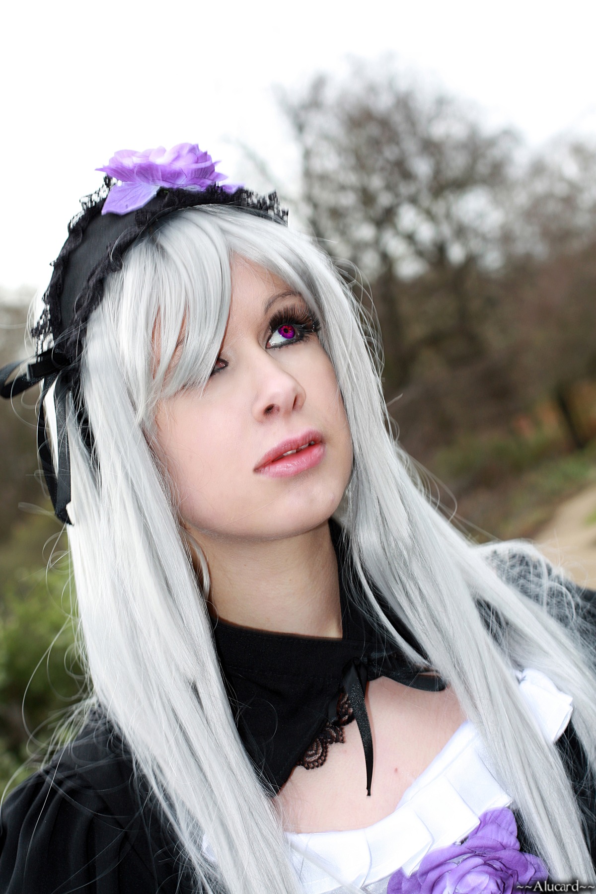 1girl auto_tagged blurry blurry_background depth_of_field flower gothic_lolita hair_flower hairband lips lolita_fashion lolita_hairband long_hair purple_eyes purple_flower rose solo suigintou white_hair